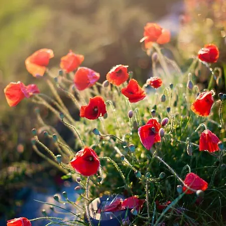 Apia * Piwniczna-Zdroj