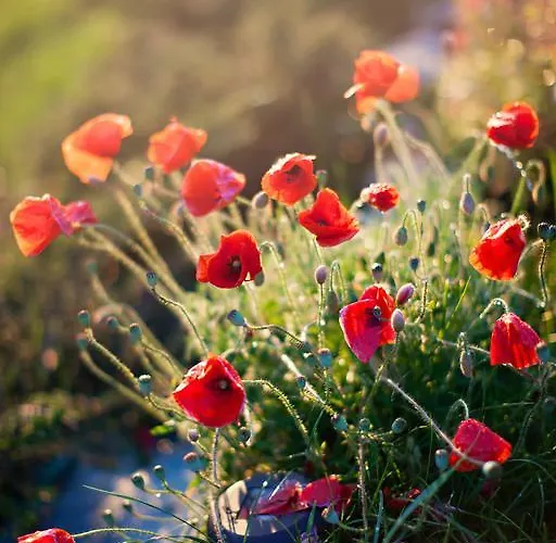 Apia * Piwniczna-Zdroj